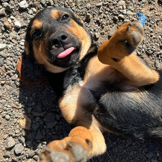 Donate to Guayabo Animal Rescue