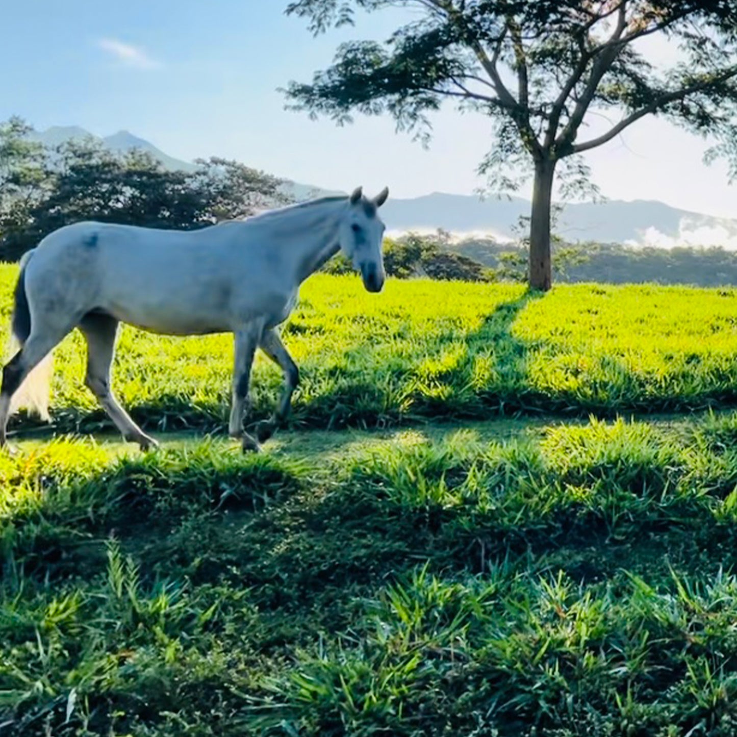 Donate to Guayabo Animal Rescue