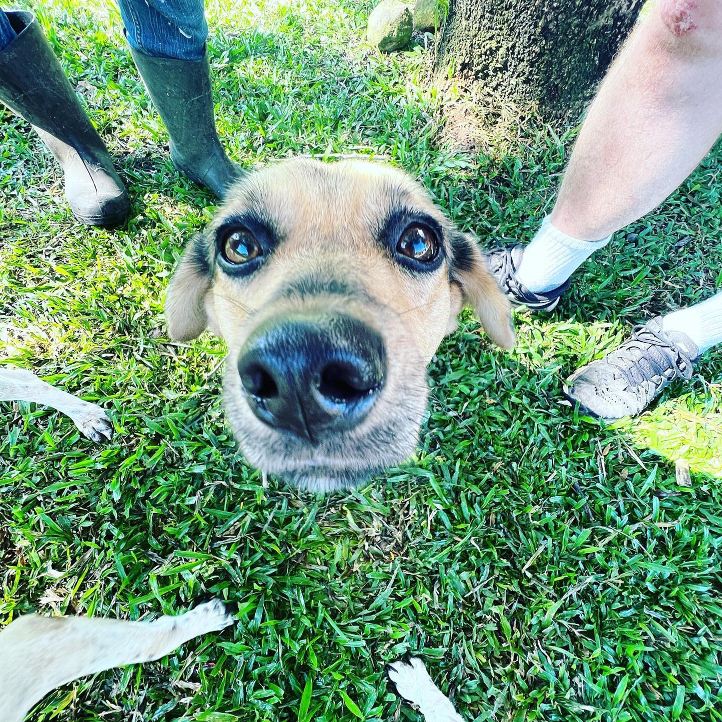 Donate to Guayabo Animal Rescue