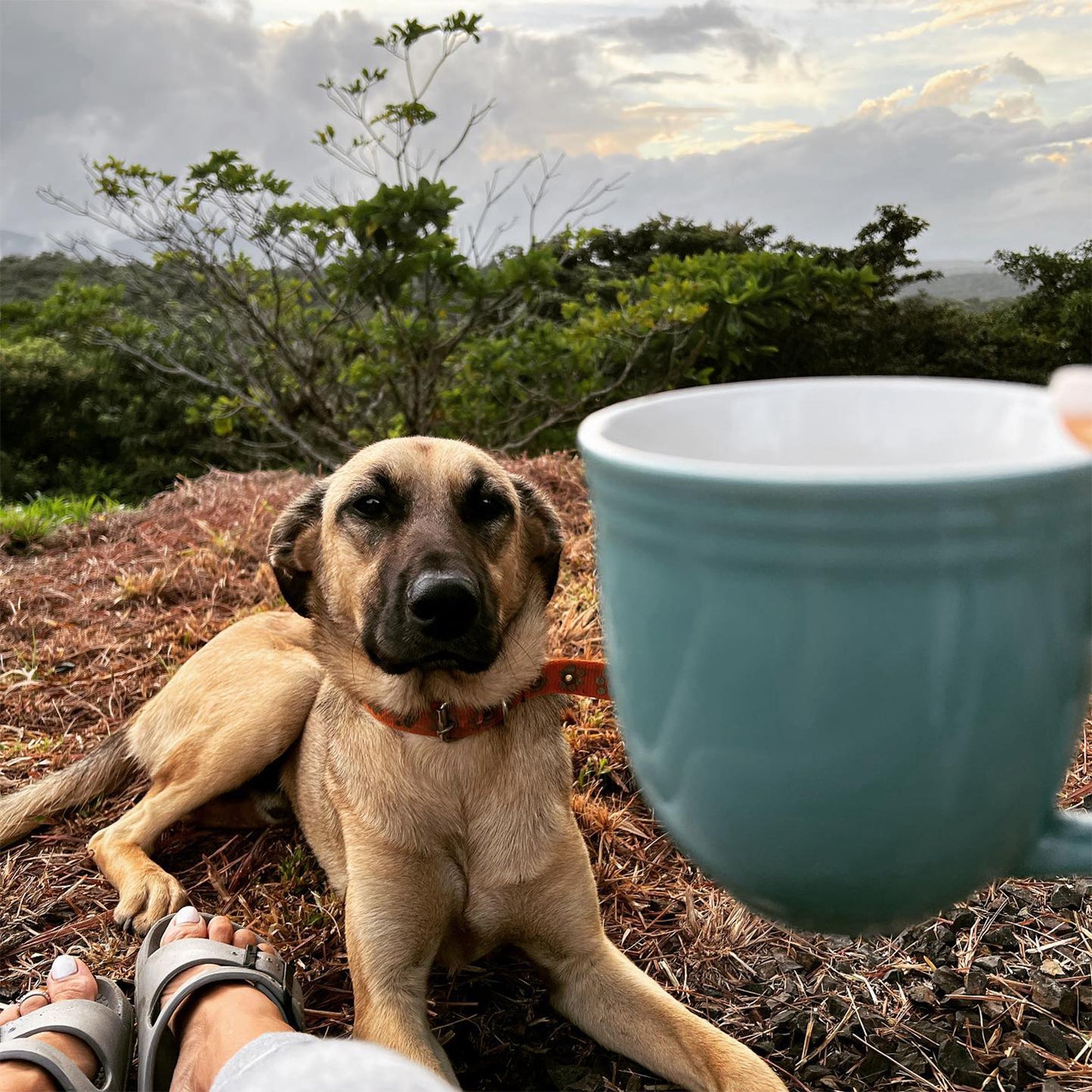 Donate to Guayabo Animal Rescue