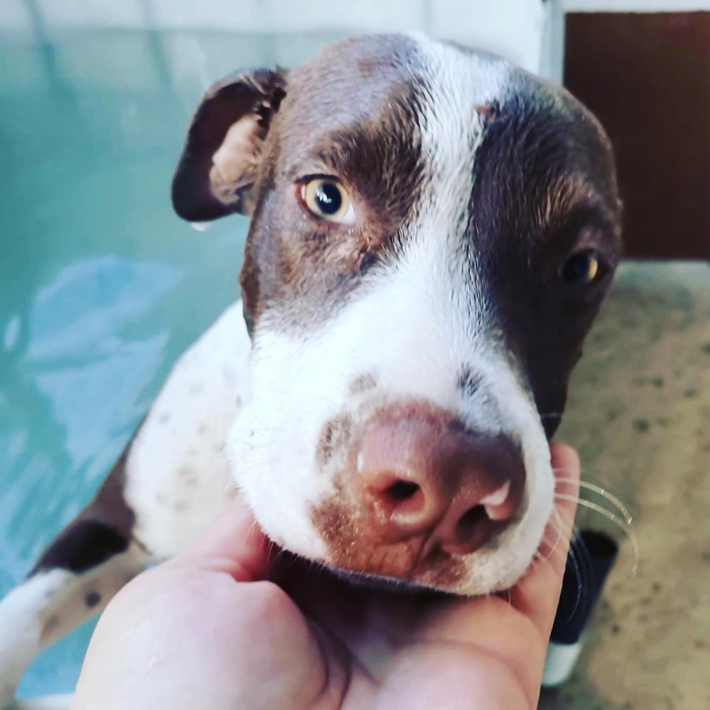 Donate to Guayabo Animal Rescue